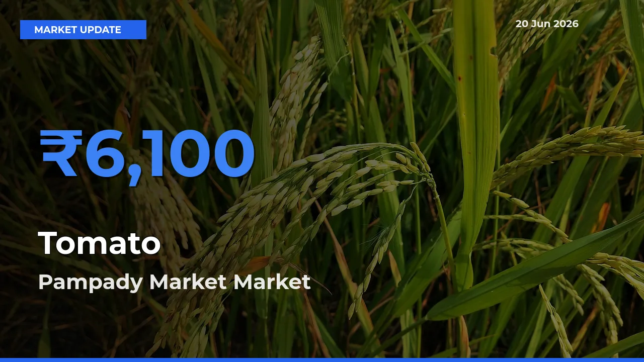 Pampady Market Leads as Top Mandi for Tomato Prices