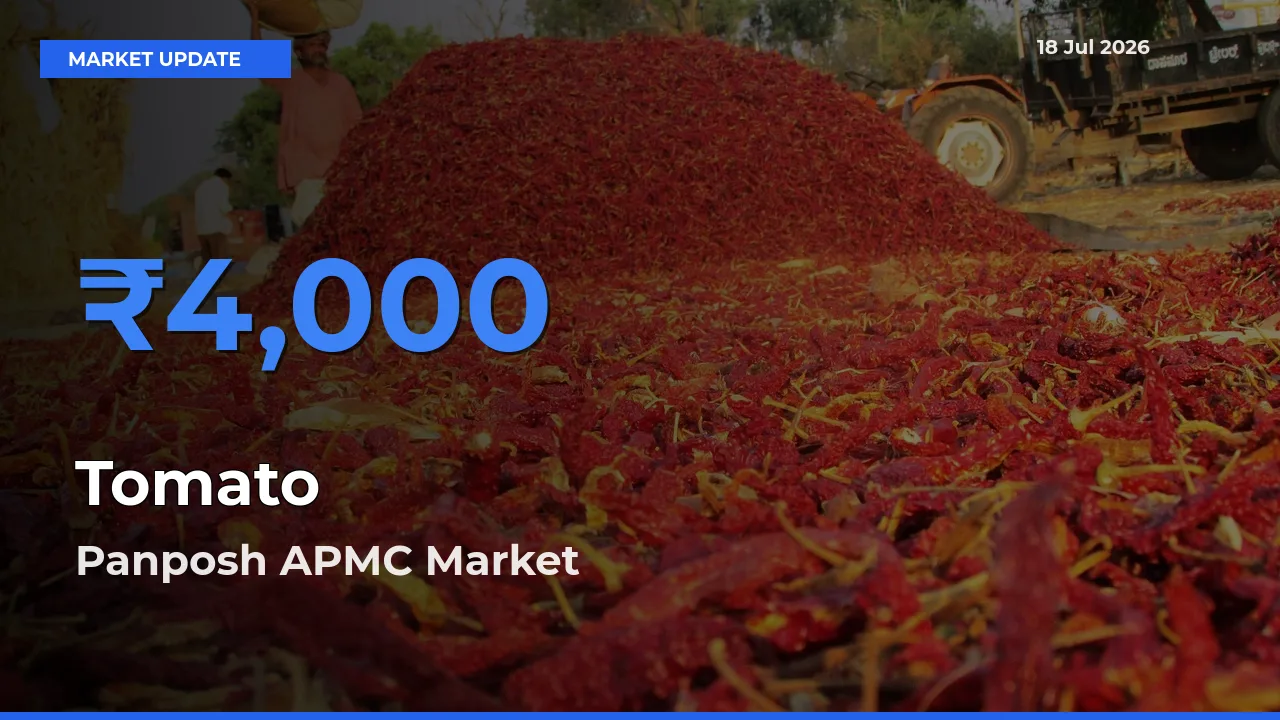 Panposh APMC Tops Tomato Rates – July 18 Market Update