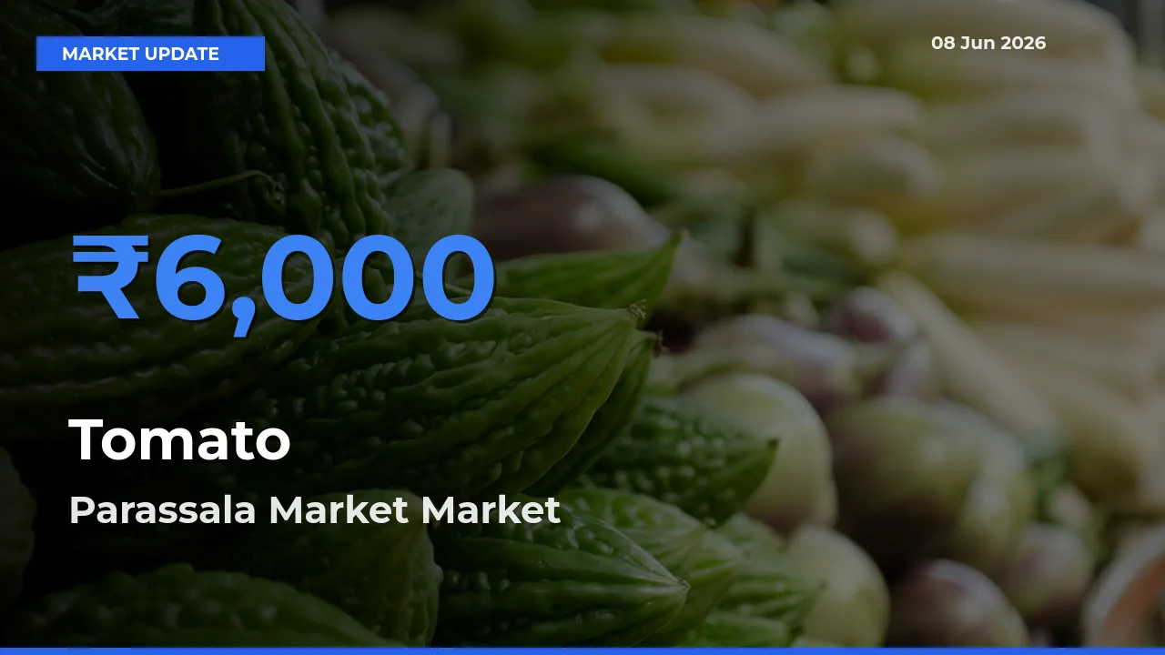 Top Performer! Parassala Market Offers Best Tomato Price Today