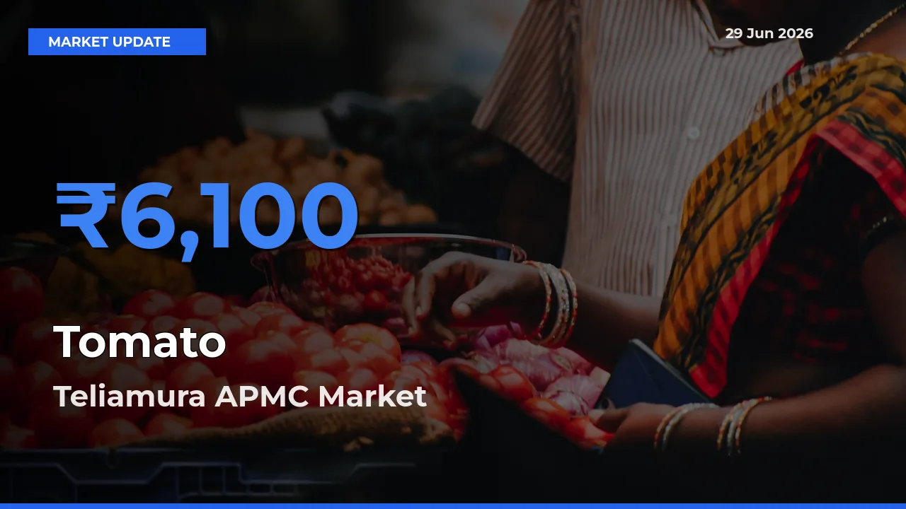 Teliamura APMC Emerges as Top Mandi for Tomato Prices Today