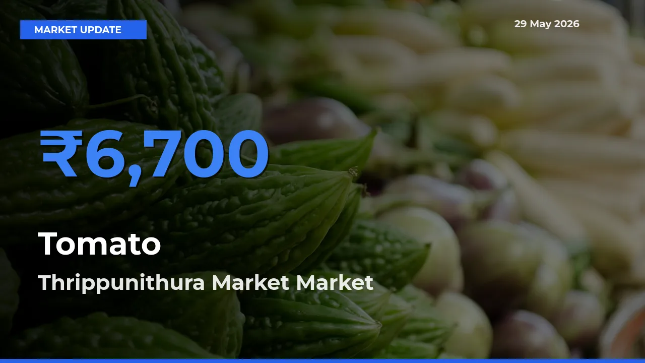 Thrippunithura Market Offers ₹6,700 – Highest Tomato Rate Today