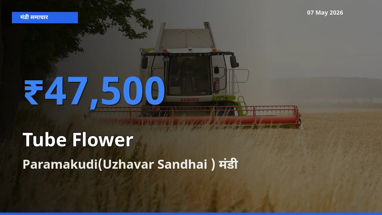 07 May अपडेट: रजनीगंधा के सबसे ऊँचे दाम Paramakudi(Uzhavar Sandhai ) मंडी में