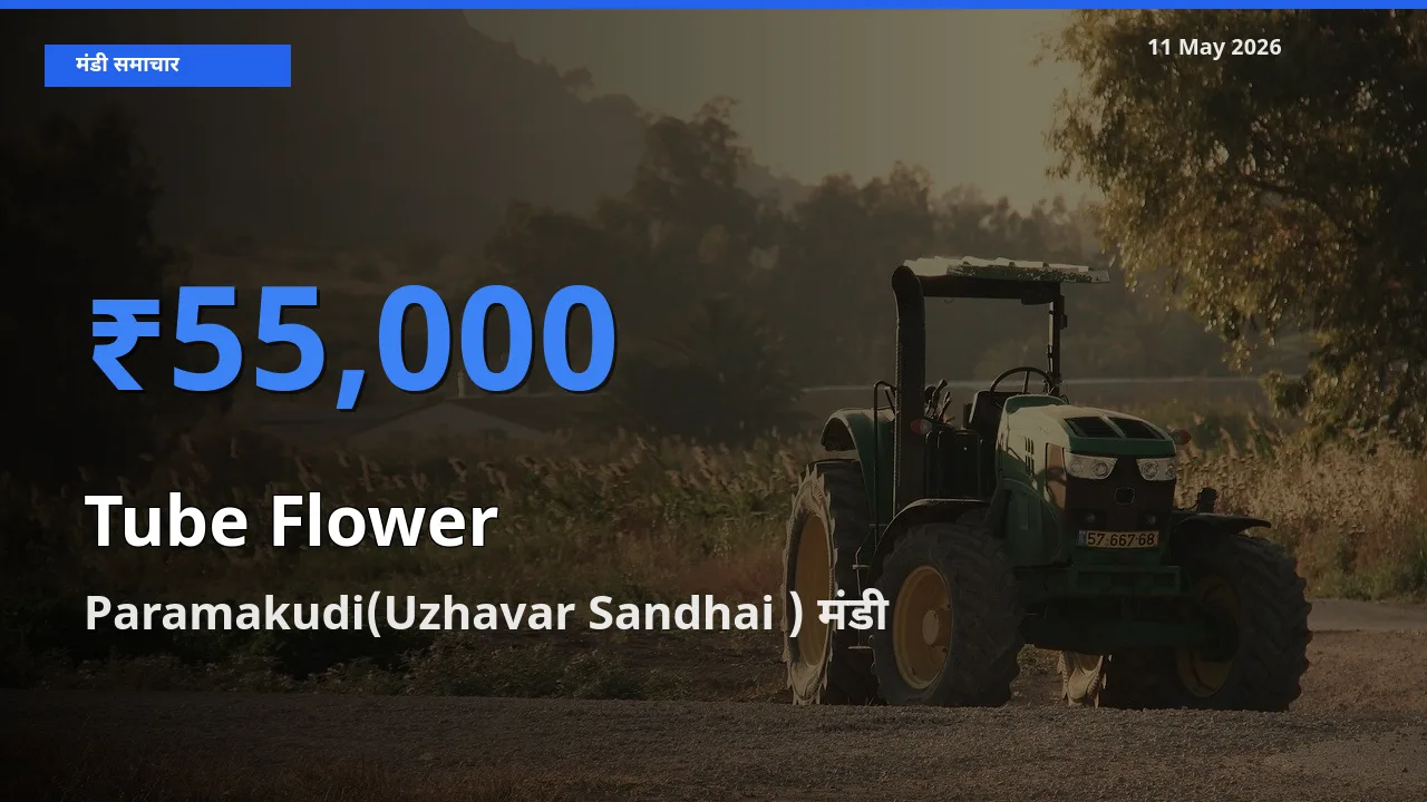 Paramakudi(Uzhavar Sandhai ) मंडी में आज रजनीगंधा के सबसे ऊँचे दाम दर्ज