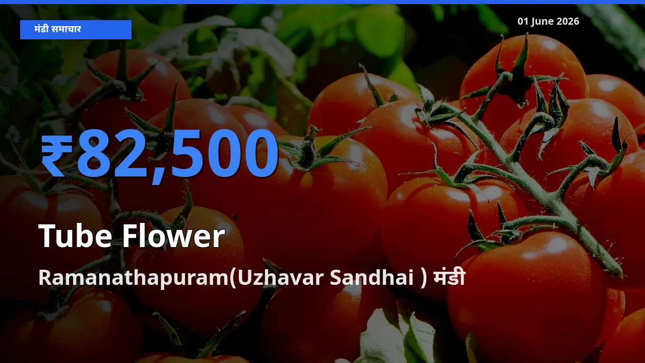 01 June अपडेट: रजनीगंधा के सबसे ऊँचे दाम Ramanathapuram(Uzhavar Sandhai ) मंडी में