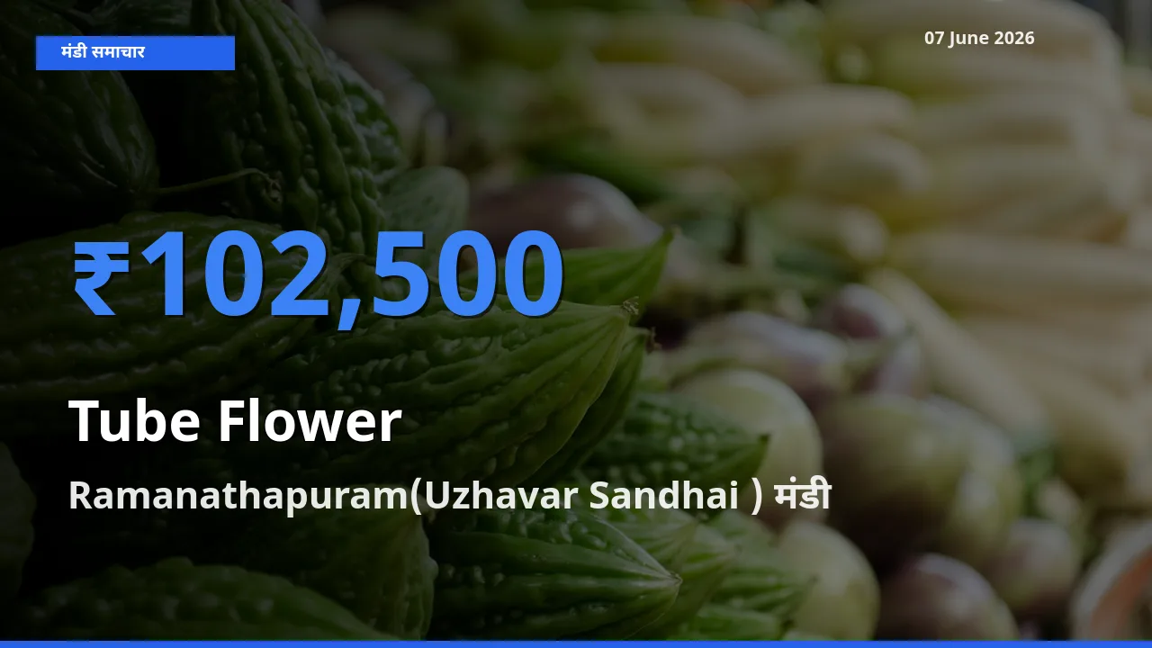 आज रजनीगंधा के सबसे ज़्यादा दाम Ramanathapuram(Uzhavar Sandhai ) मंडी में दर्ज