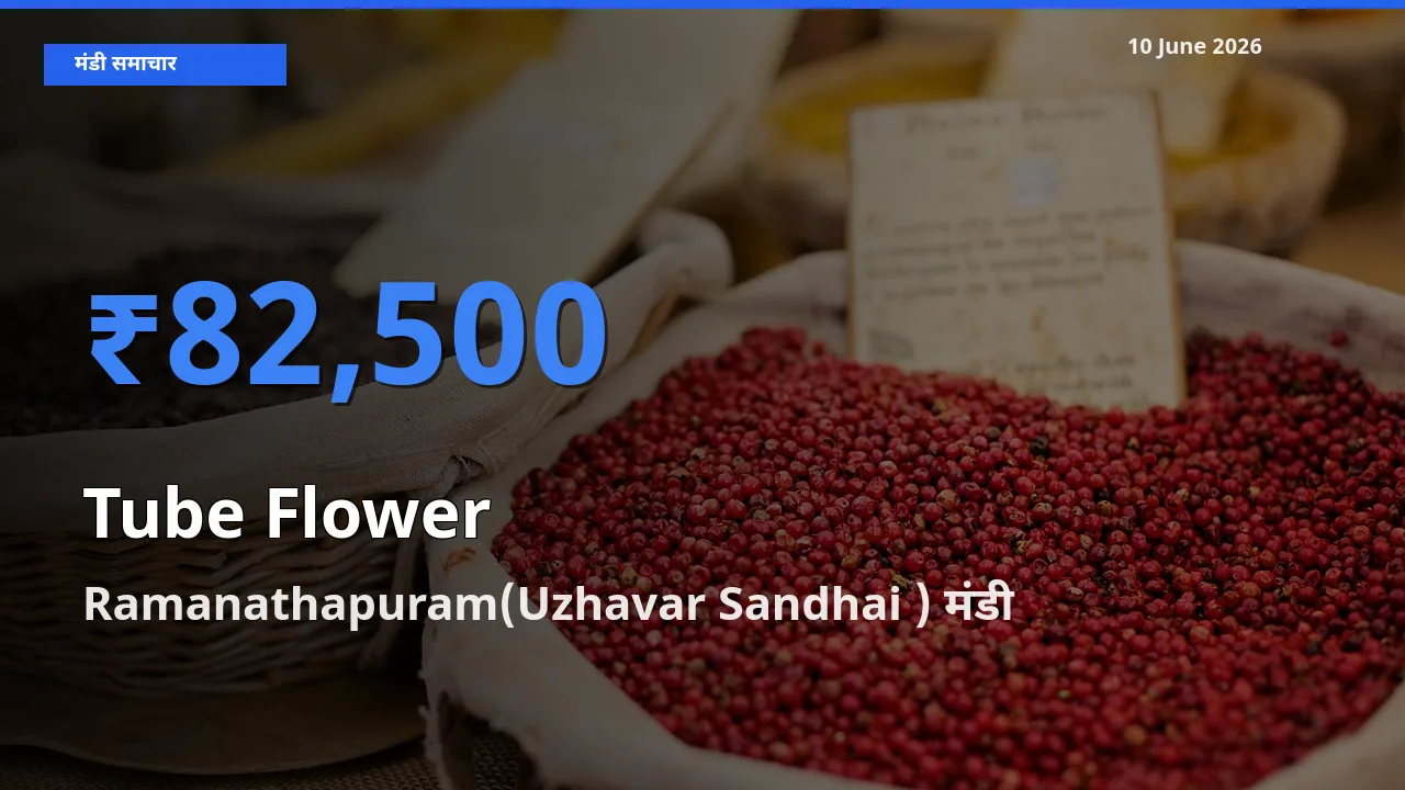 10 June अपडेट: रजनीगंधा के सबसे ऊँचे दाम Ramanathapuram(Uzhavar Sandhai ) मंडी में