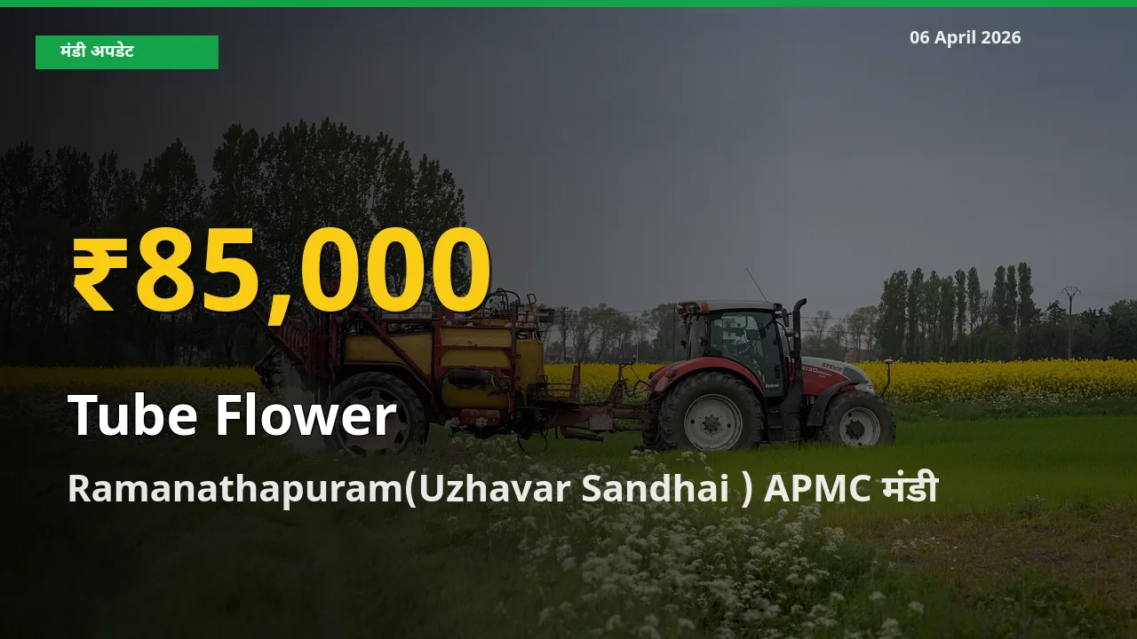 30 दिनों में सबसे ऊँचे स्तर पर रजनीगंधा के दाम, Ramanathapuram(Uzhavar Sandhai ) APMC में उछाल