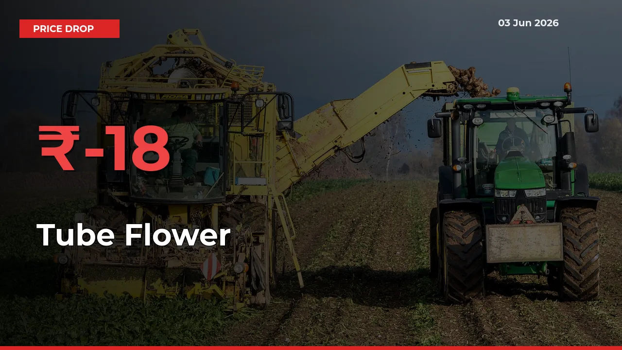 18% Drop in Tube Flower Prices – Mandi Sees Sudden Fall