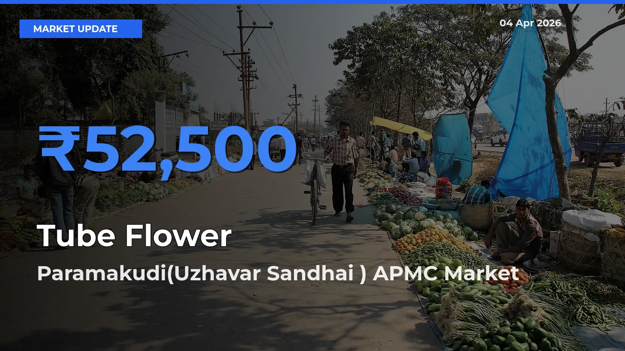 Paramakudi(Uzhavar Sandhai ) APMC Records Highest ₹52,500 Rate for Tube Flower