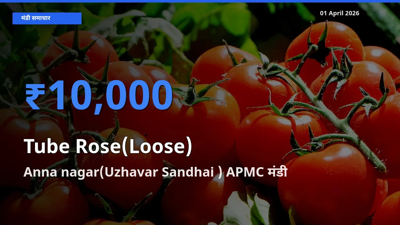 किसानों की पसंद बना Anna nagar(Uzhavar Sandhai ) APMC, रजनीगंधा (ढीला) के सबसे अच्छे दाम