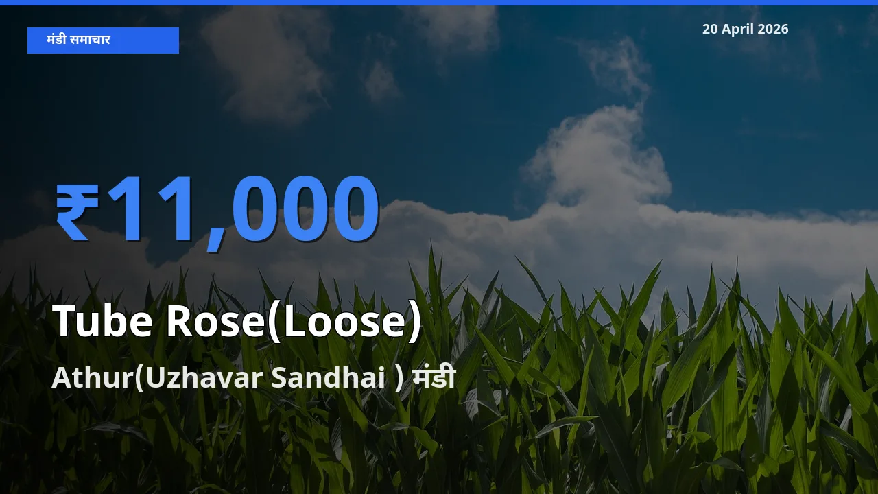 टॉप मंडी बना Athur(Uzhavar Sandhai )! रजनीगंधा (ढीला) के सबसे ऊँचे दाम यहीं दर्ज