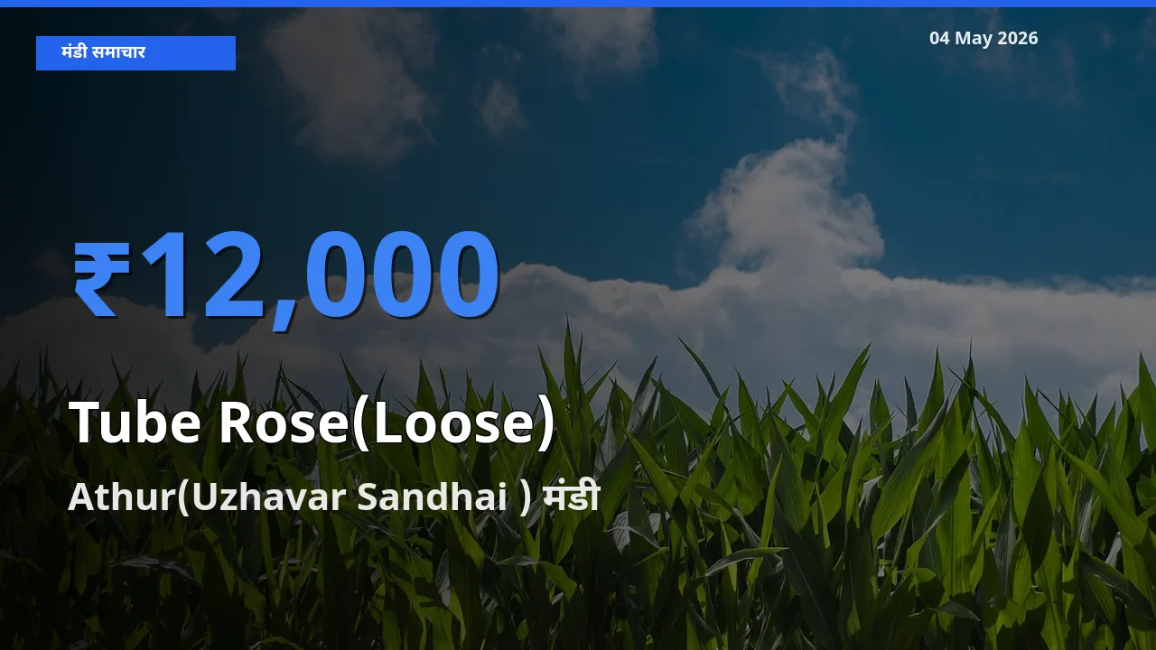 Athur(Uzhavar Sandhai ) मंडी में रजनीगंधा (ढीला) ₹12,000 पर पहुँचा – आज का सर्वोच्च भाव