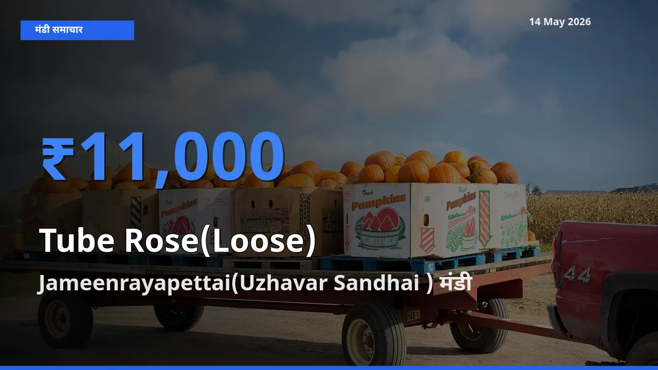Jameenrayapettai(Uzhavar Sandhai ) मंडी में रजनीगंधा (ढीला) ₹11,000 पर पहुँचा – आज का सर्वोच्च भाव