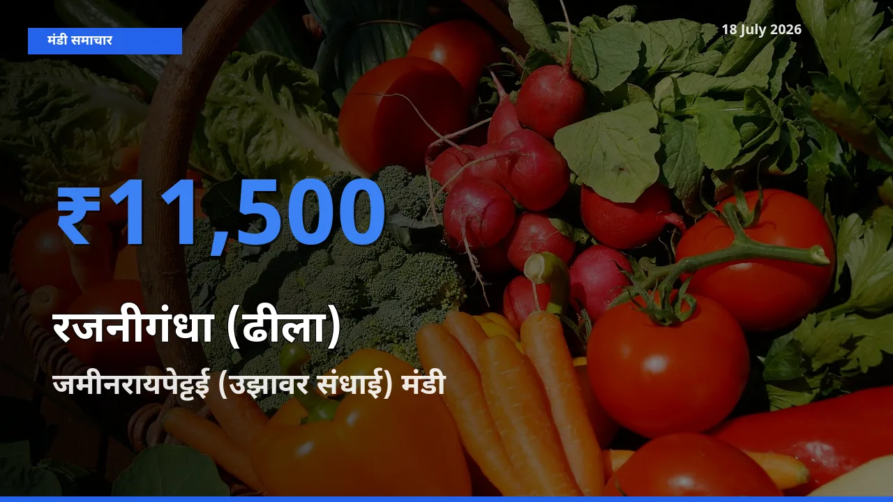 किसानों की पसंद बना जमीनरायपेट्टई (उझावर संधाई), रजनीगंधा (ढीला) के सबसे अच्छे दाम