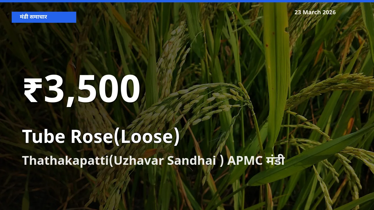रजनीगंधा (ढीला) के दामों में गिरावट, Thathakapatti(Uzhavar Sandhai ) APMC में 30 दिन का न्यूनतम भाव