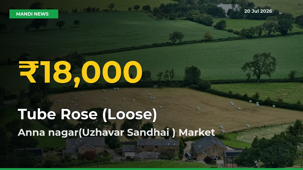 Tube Rose (Loose) Prices Soar to Record High in Anna nagar(Uzhavar Sandhai ) – Farmers Alert Today