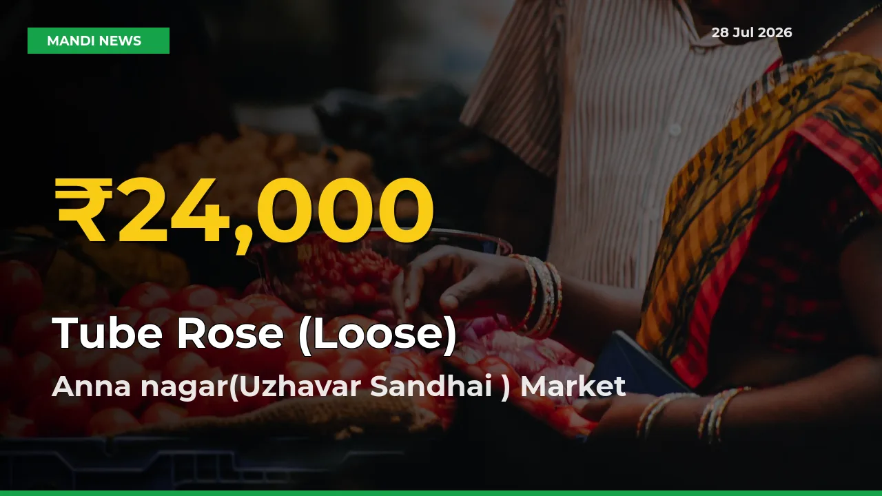 Fresh Record! Tube Rose (Loose) Price Climbs to New High in Anna nagar(Uzhavar Sandhai ), Madurai, Tamil Nadu