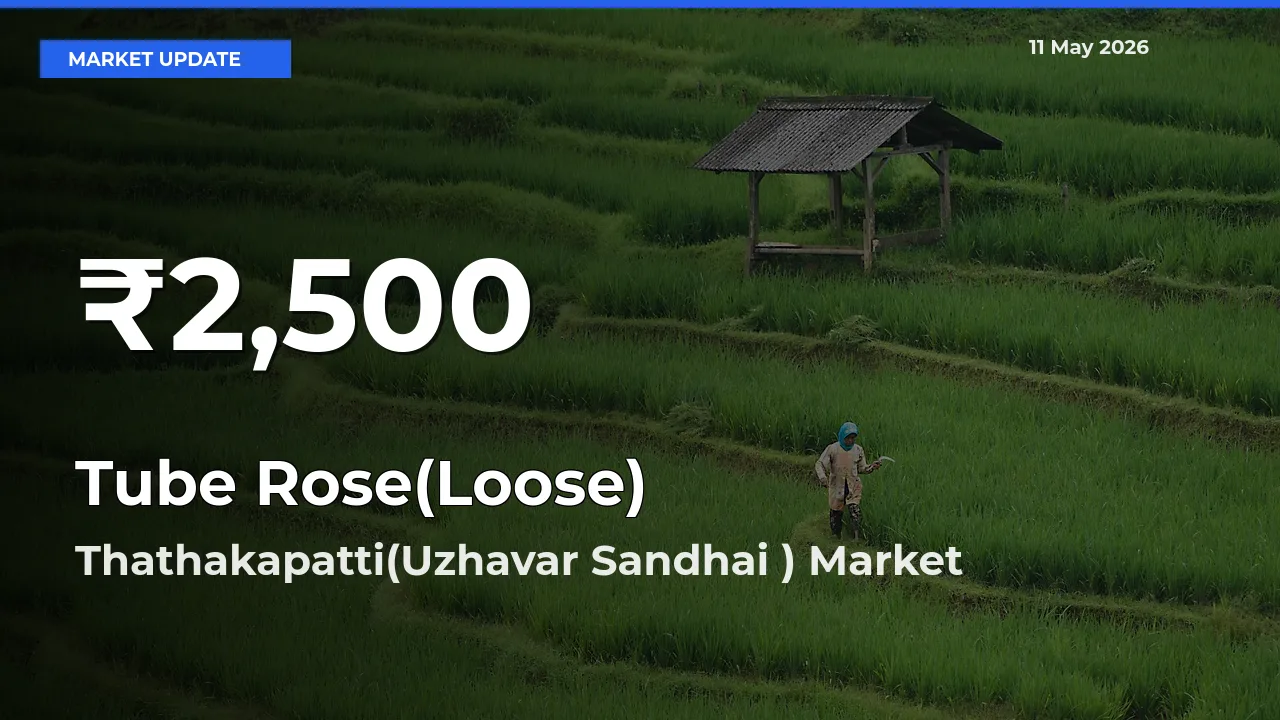 Tube Rose(Loose) Prices Touch 30-Day Low in Thathakapatti(Uzhavar Sandhai ) – May 11 Update