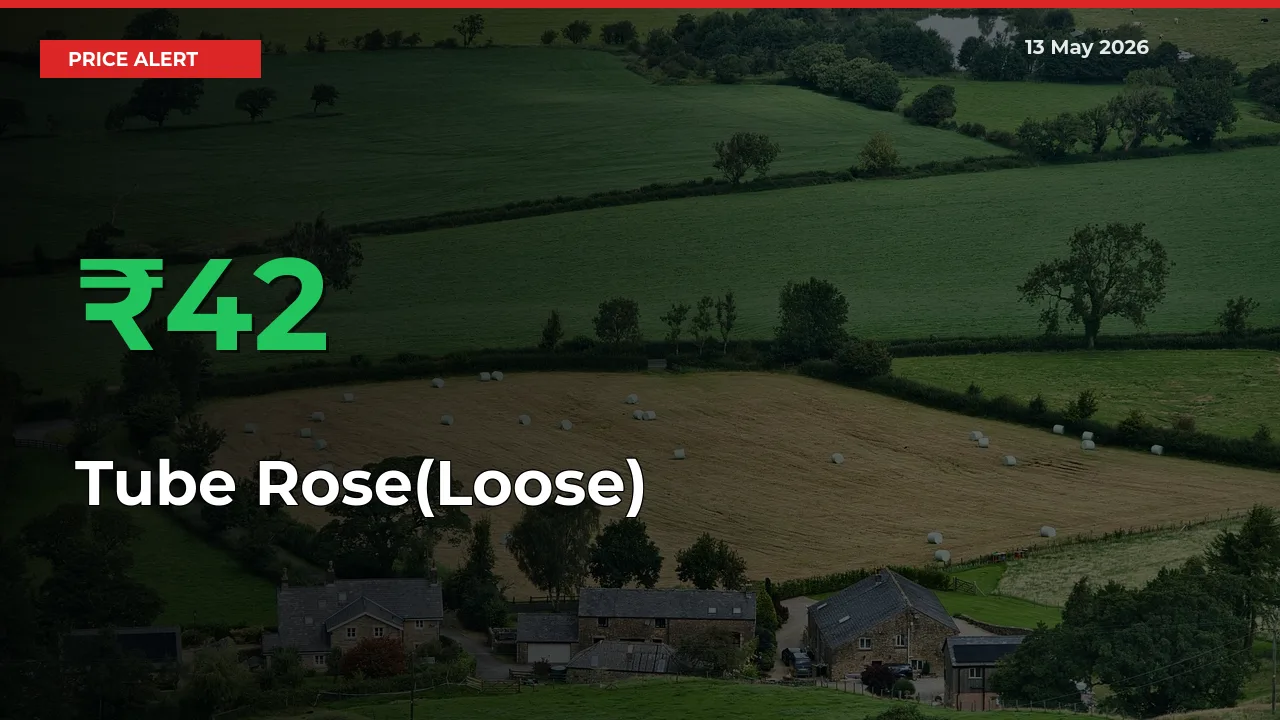 This Mandi Records 42.06% Jump in Tube Rose(Loose) Prices