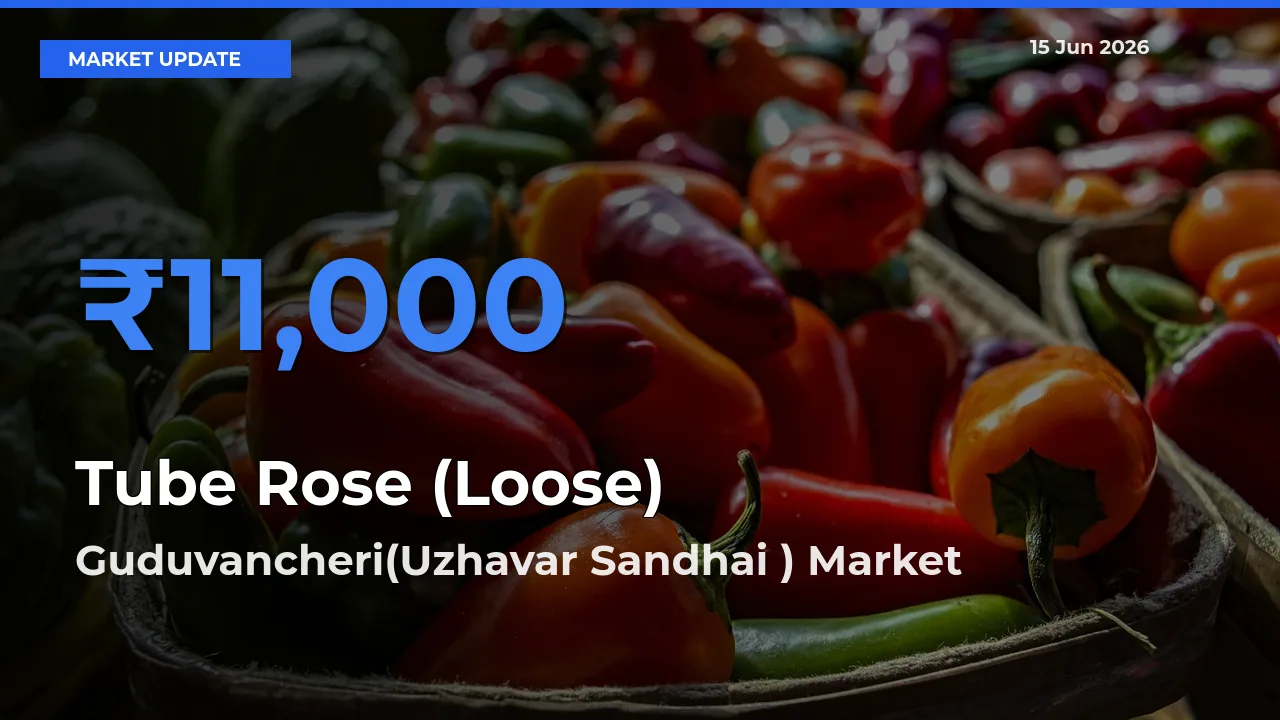 Guduvancheri(Uzhavar Sandhai ) Offers ₹11,000 – Highest Tube Rose (Loose) Rate Today
