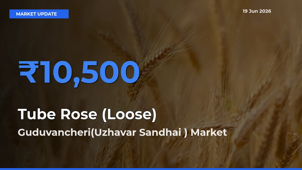 Guduvancheri(Uzhavar Sandhai ) Offers ₹10,500 – Highest Tube Rose (Loose) Rate Today