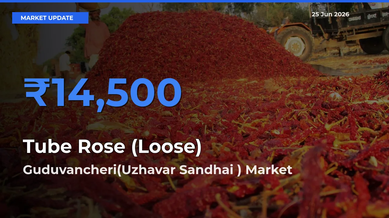 Guduvancheri(Uzhavar Sandhai ) Tops Tube Rose (Loose) Rates – June 25 Market Update