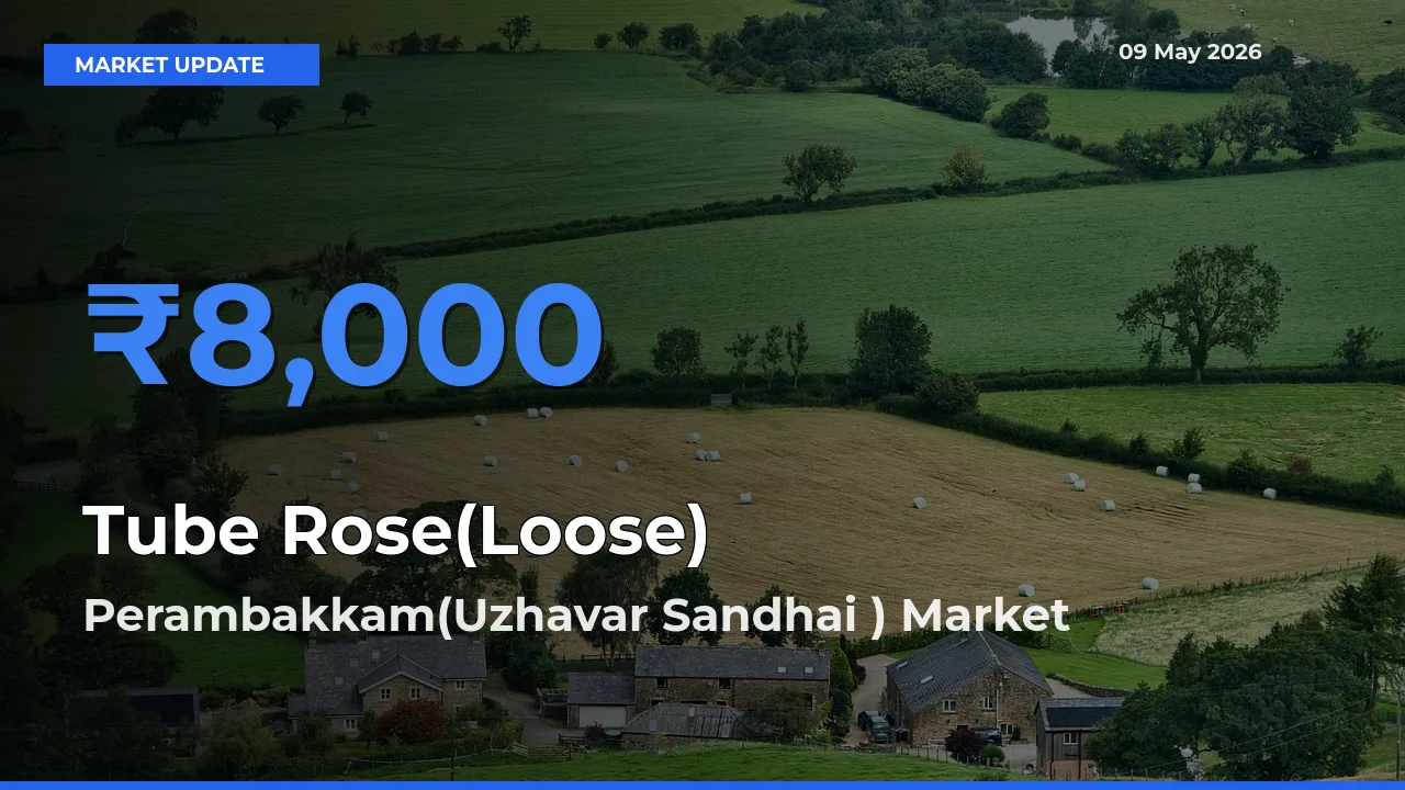 Perambakkam(Uzhavar Sandhai ) Offers ₹8,000 – Highest Tube Rose(Loose) Rate Today