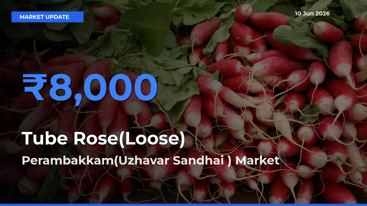 Perambakkam(Uzhavar Sandhai ) Leads as Top Mandi for Tube Rose(Loose) Prices