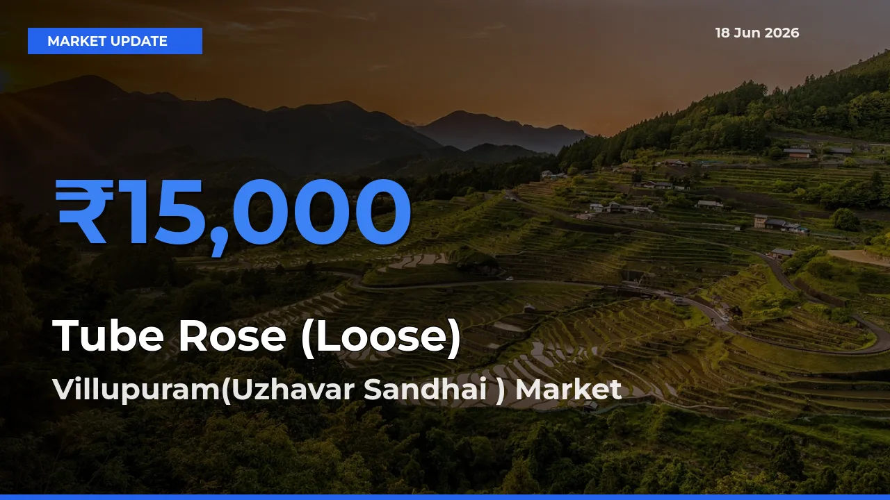 Villupuram(Uzhavar Sandhai ) Emerges as Top Mandi for Tube Rose (Loose) Prices Today