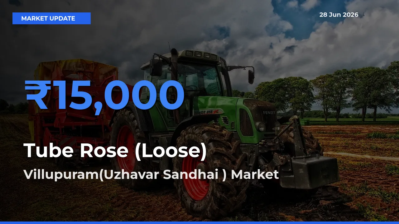Farmers Prefer Villupuram(Uzhavar Sandhai ) as Tube Rose (Loose) Hits Highest Rate