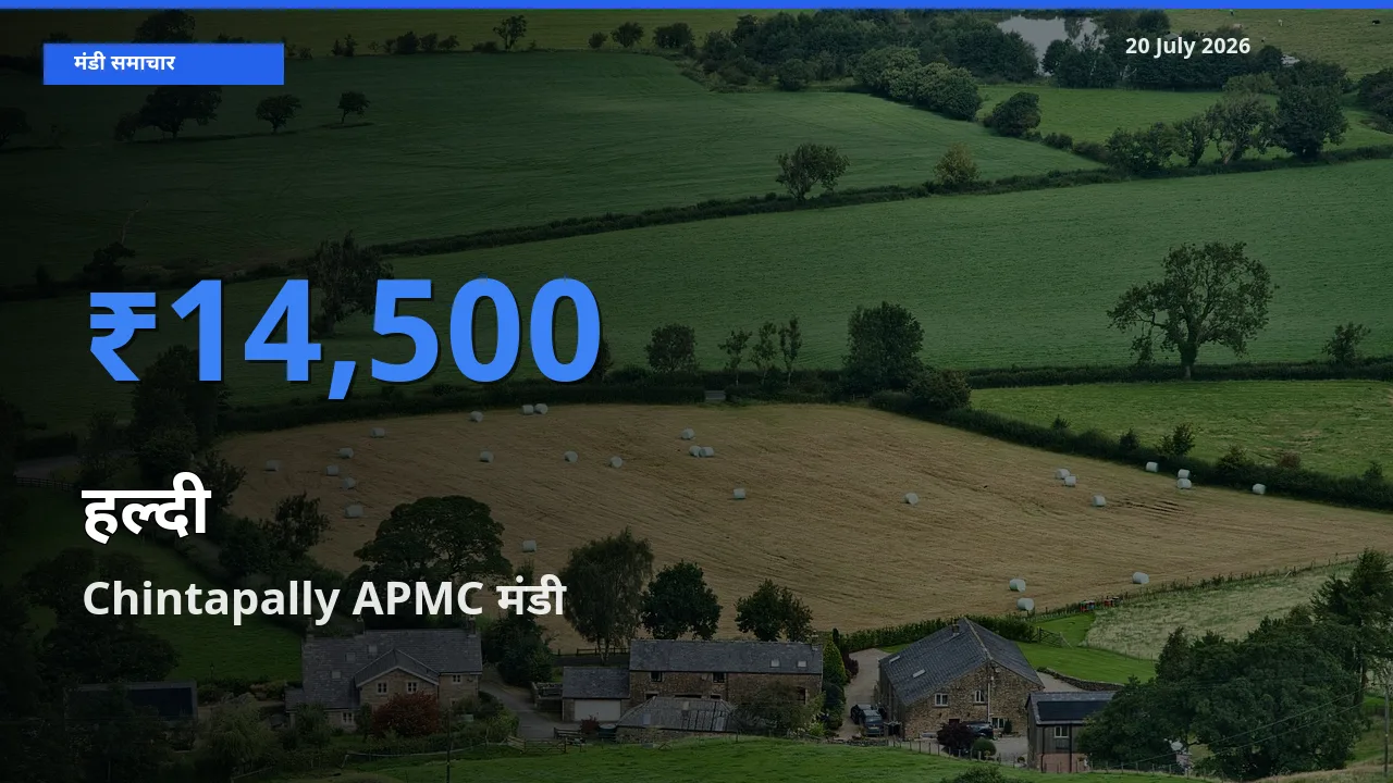 टॉप मंडी बना Chintapally APMC! हल्दी के सबसे ऊँचे दाम यहीं दर्ज
