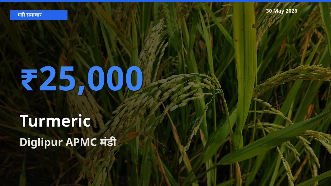 Diglipur APMC मंडी में हल्दी ₹25,000 पर पहुँचा – आज का सर्वोच्च भाव