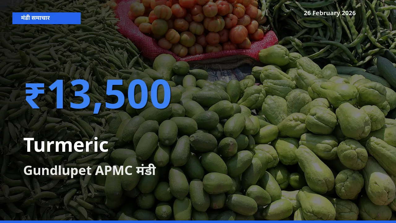 Gundlupet APMC मंडी में Turmeric ₹13,500 पर पहुँचा – आज का सर्वोच्च भाव