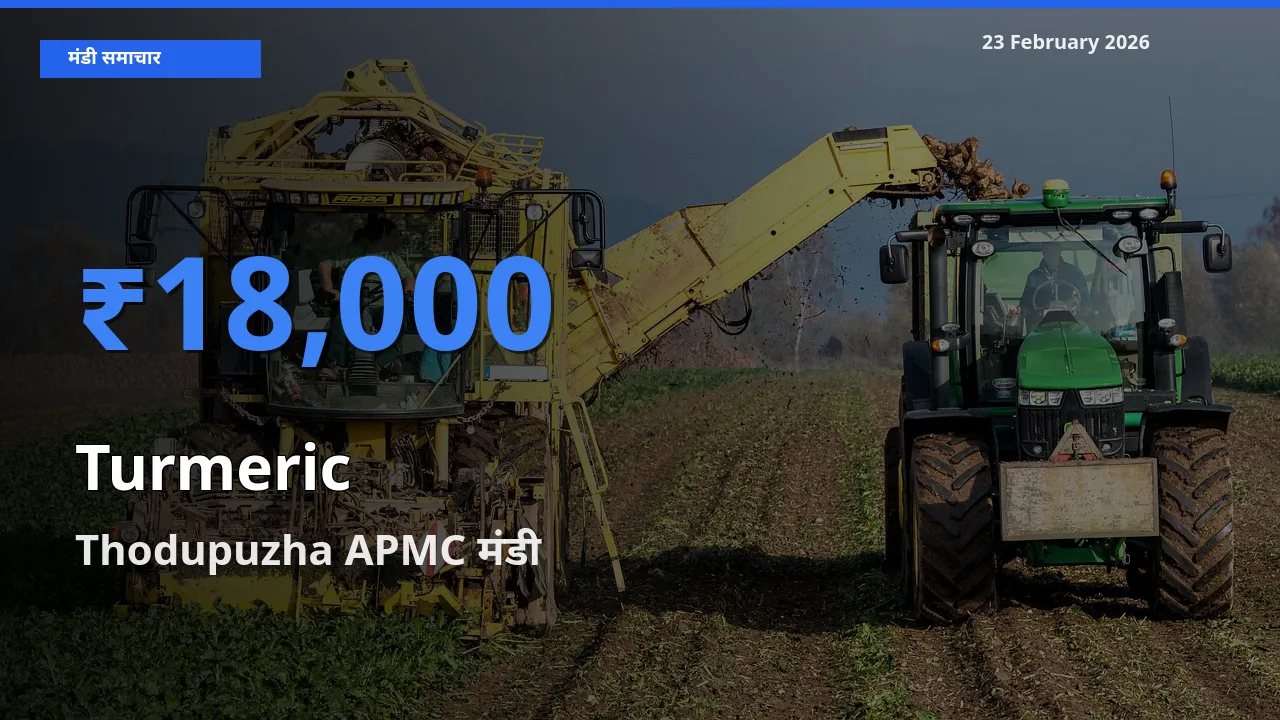आज Turmeric के सबसे ऊँचे दाम ₹18,000 Thodupuzha APMC मंडी में