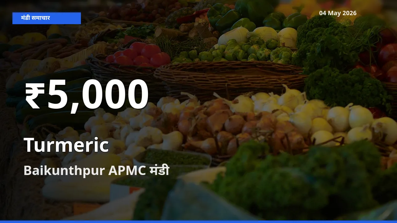 तेज़ गिरावट! Baikunthpur APMC में हल्दी के दाम 30 दिन के निचले स्तर पर