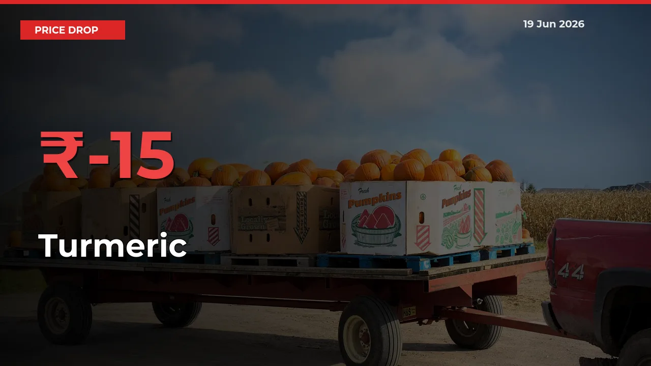 15.14% Drop in Turmeric Prices – Mandi Sees Sudden Fall