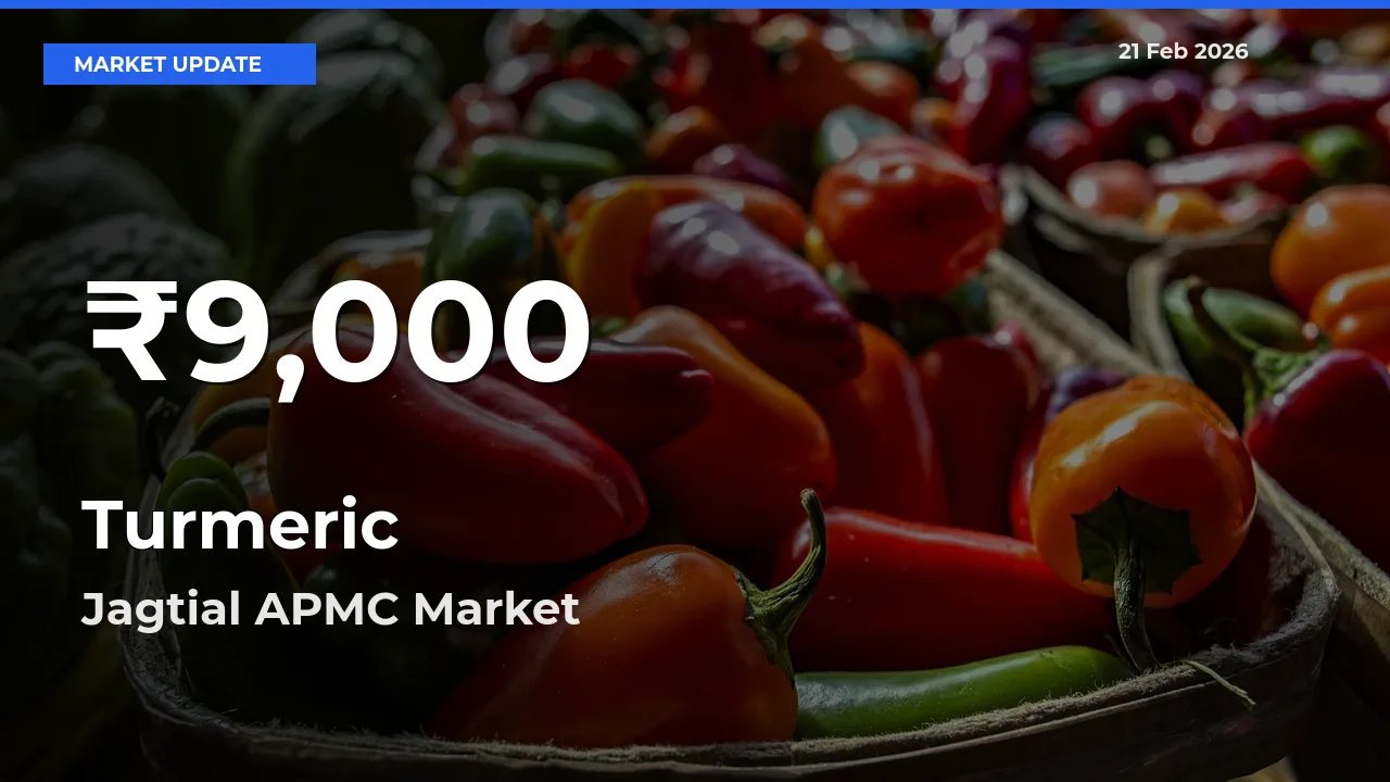 Farmers Concerned as Turmeric Hits 30-Day Low in Jagtial APMC