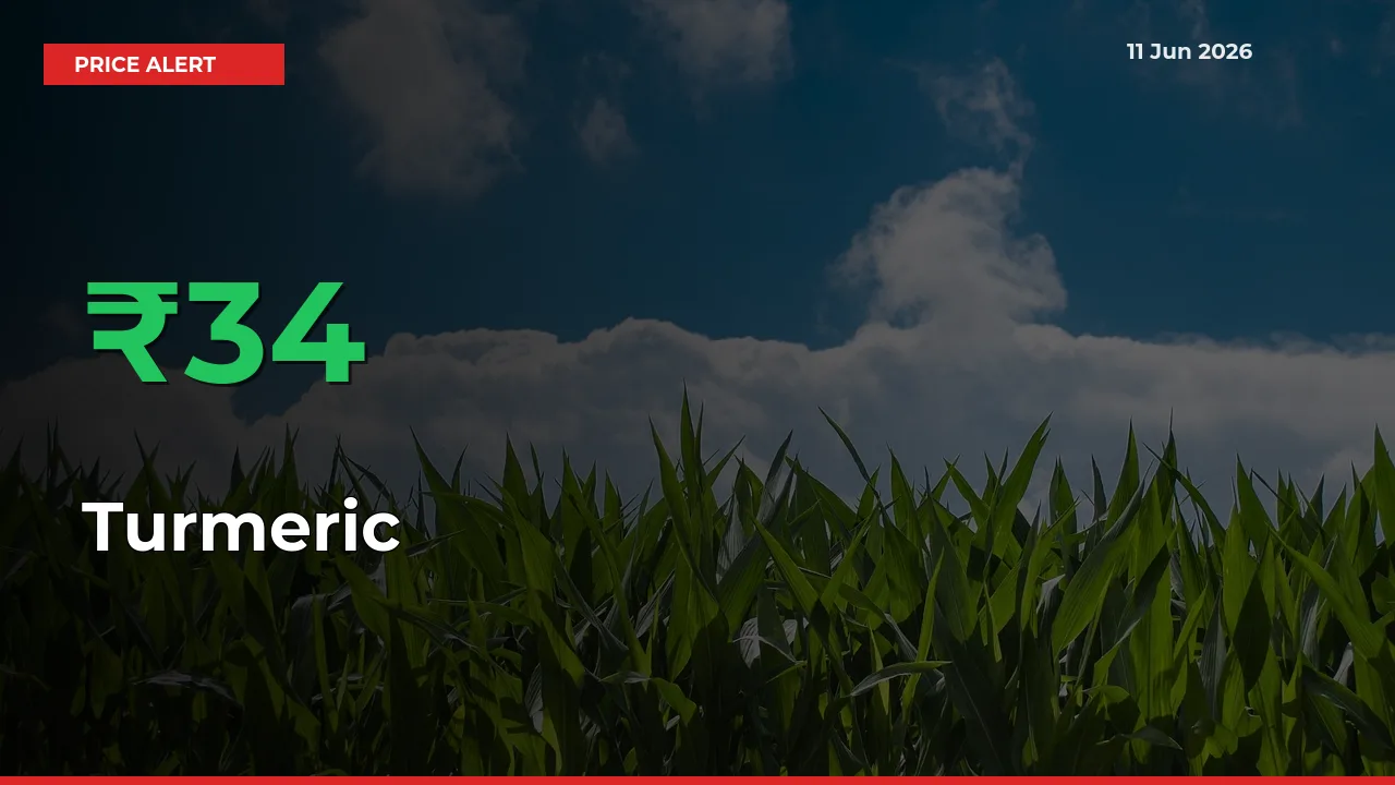 Turmeric Rises 33.58% at Mandis