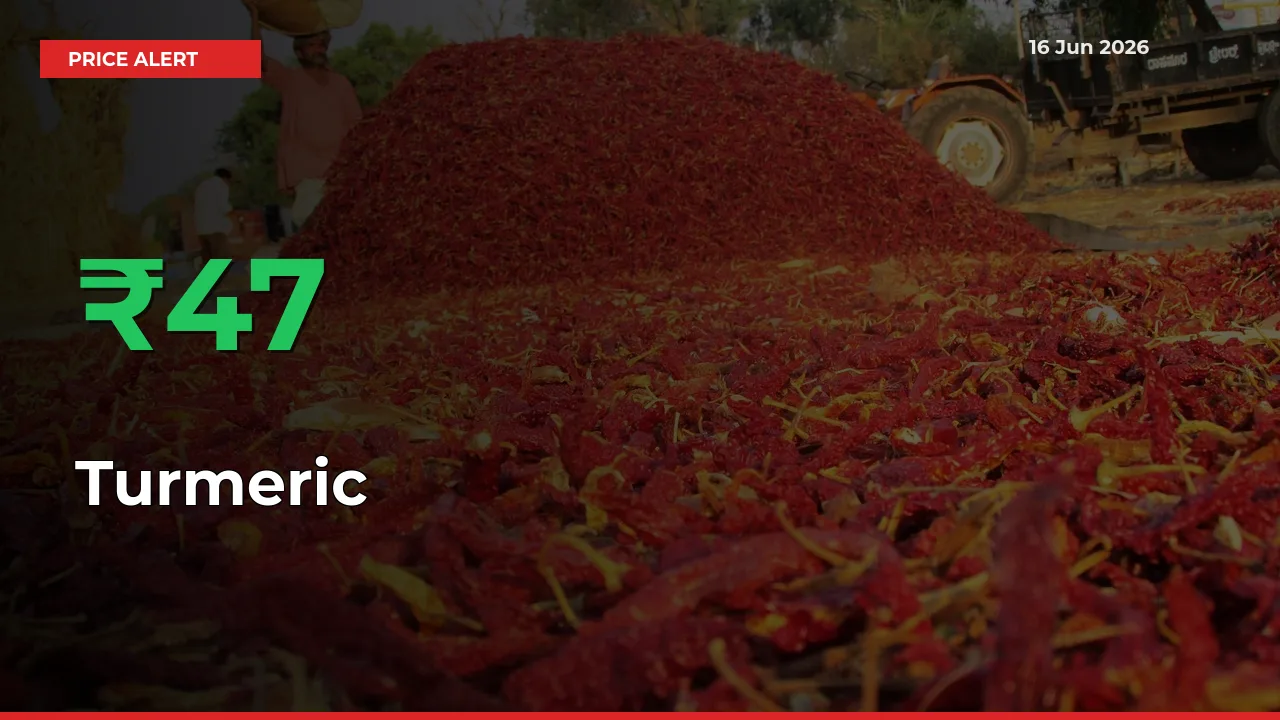 Sudden 46.63% Rally in Turmeric Prices Across Mandis