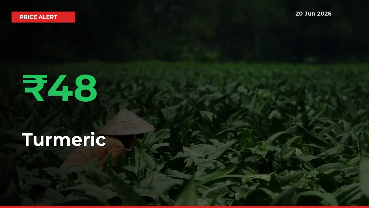 Sharp Jump! Turmeric Prices Climb 48.38% in 24 Hours at Key Mandis