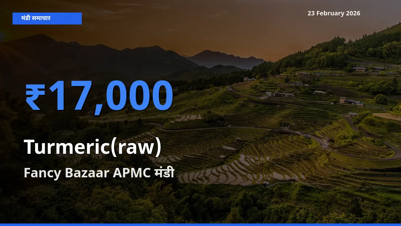 Fancy Bazaar APMC मंडी में आज Turmeric(raw) के सबसे ऊँचे दाम दर्ज