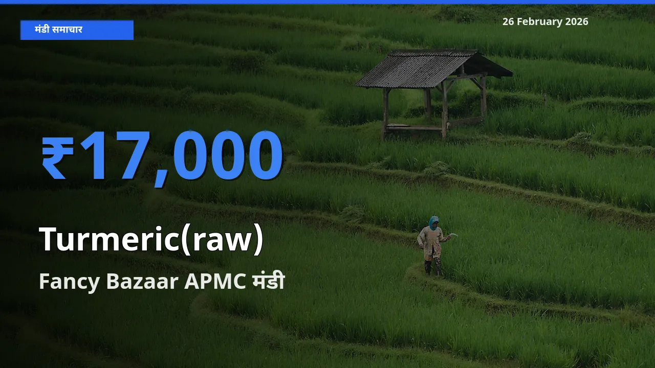 टॉप मंडी बना Fancy Bazaar APMC! Turmeric(raw) के सबसे ऊँचे दाम यहीं दर्ज