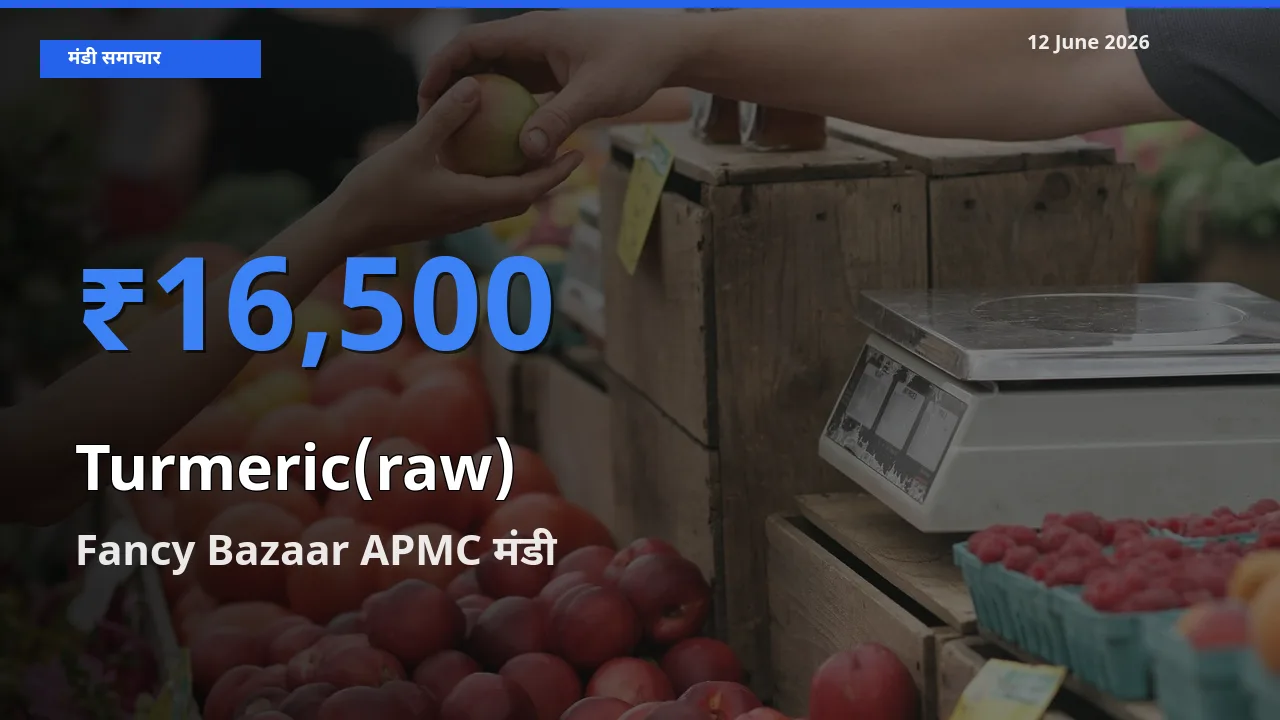 12 June अपडेट: हल्दी (कच्ची) के सबसे ऊँचे दाम Fancy Bazaar APMC मंडी में