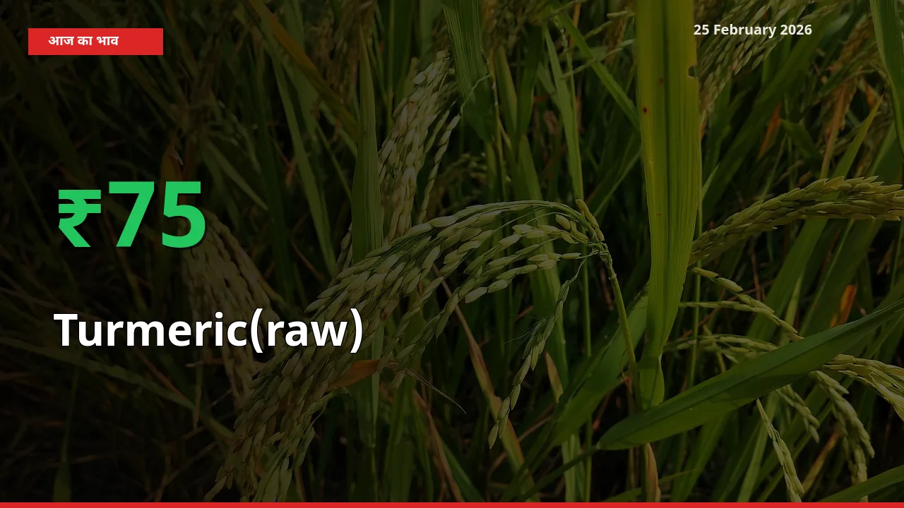 Turmeric(raw) 75.4% उछला, मंडी