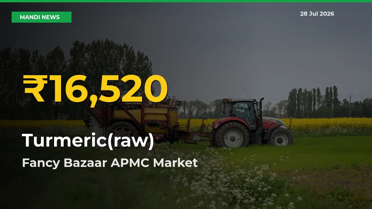 Turmeric(raw) Price Rally Continues – Fancy Bazaar APMC, Kamrup, Assam Hits Fresh High Today