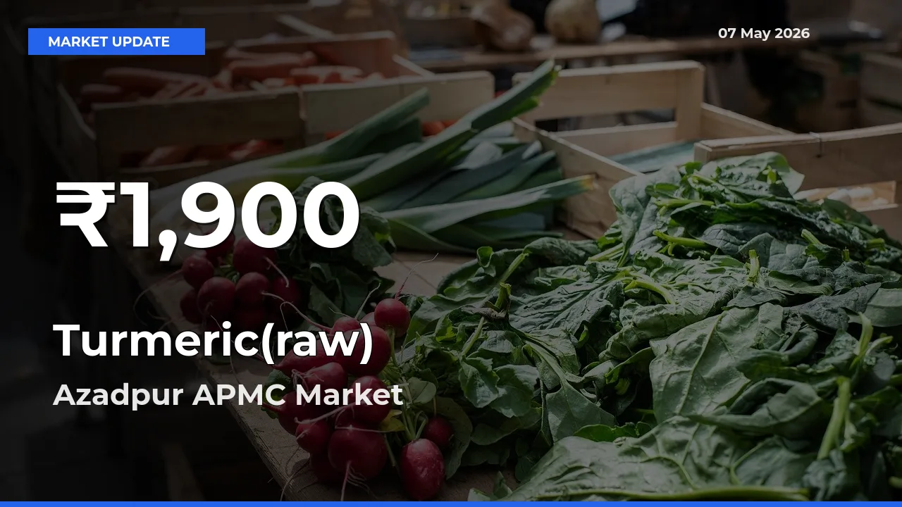 Farmers Concerned as Turmeric(raw) Hits 30-Day Low in Azadpur APMC