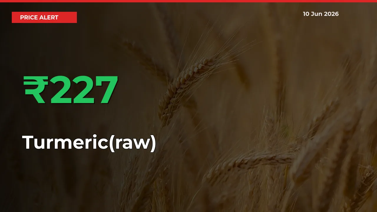 Farmers Cheer as Turmeric(raw) Prices Surge 226.92% in Local Mandis