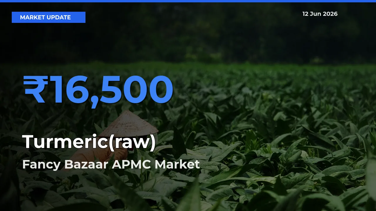 Fancy Bazaar APMC Records Highest ₹16,500 Rate for Turmeric(raw)
