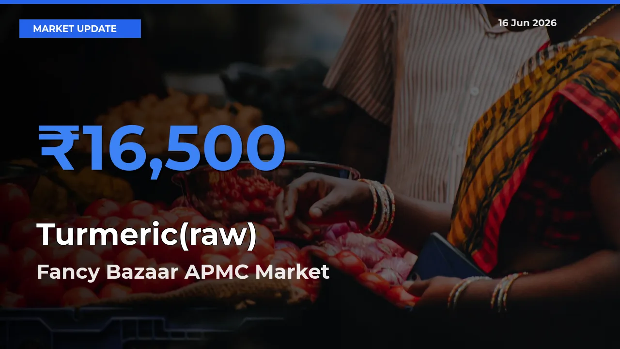 Farmers Prefer Fancy Bazaar APMC as Turmeric(raw) Hits Highest Rate