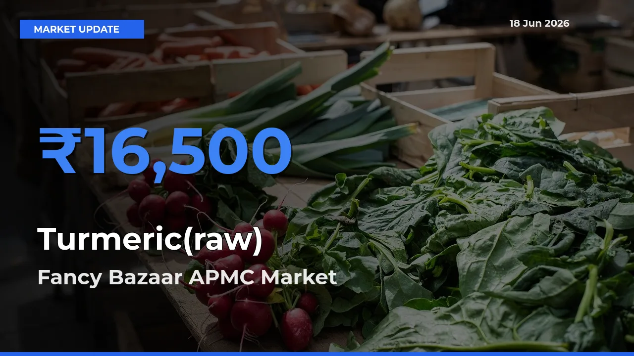 Fancy Bazaar APMC Offers ₹16,500 – Highest Turmeric(raw) Rate Today